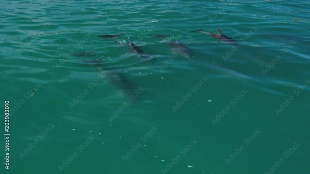 Dolphins swimming in slow motion Dolphins swimming in slow motion