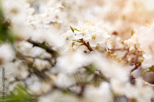 blossom of apple, plum or cherry in the sunny spring.