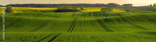 green  spring fields on rolling hills in germany in the light of the setting sun - high resolution panorama