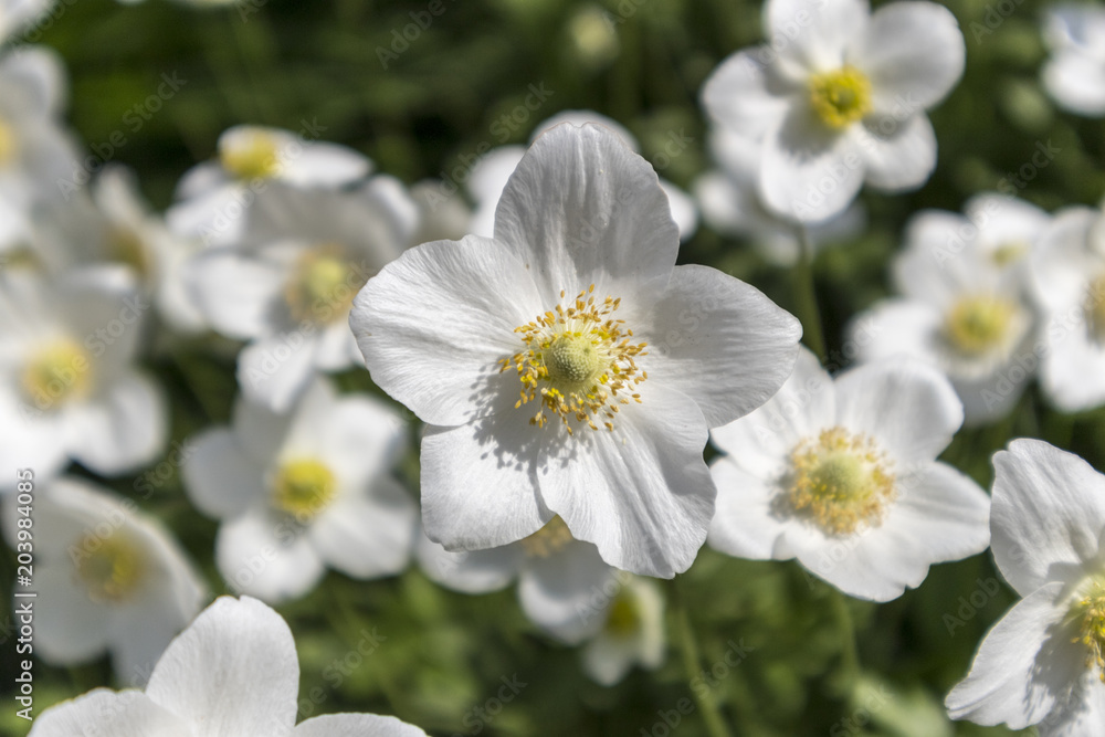 White anemones flowers close up. White anemones flowers close up.