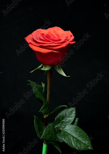 Fototapeta Naklejka Na Ścianę i Meble -  Red beautiful rose-colored drops