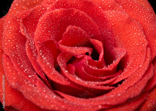 Fototapeta Naklejka Na Ścianę i Meble -  Red rose in drops close up