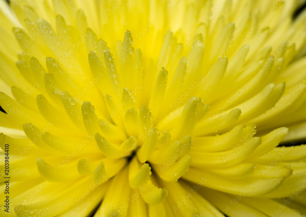Beautiful yellow flower in drops Beautiful yellow flower in drops