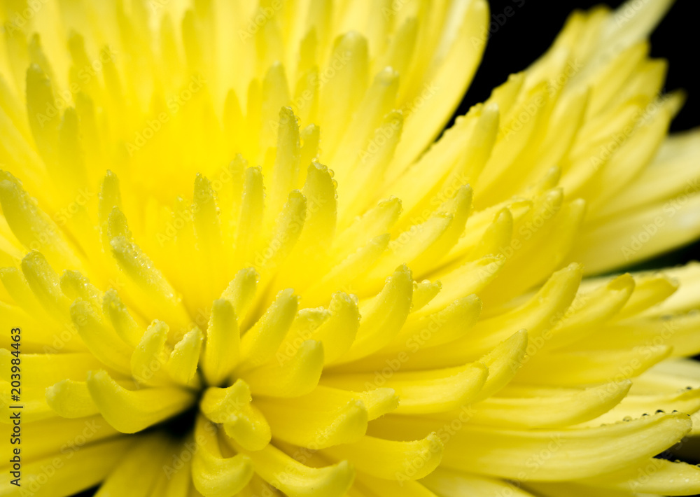 Beautiful yellow flower in drops Beautiful yellow flower in drops