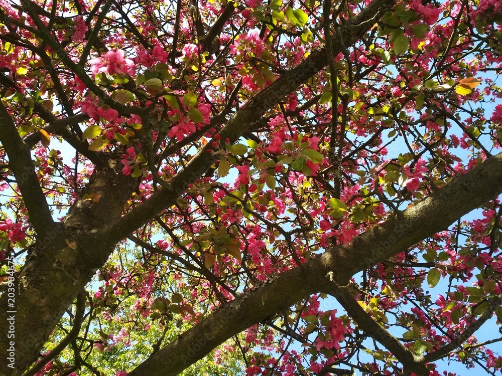 Rosa Blüten Baum im Frühling Mai Stock-Foto | Adobe Stock