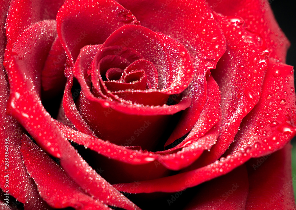 Red rose in drops close up Red rose in drops close up
