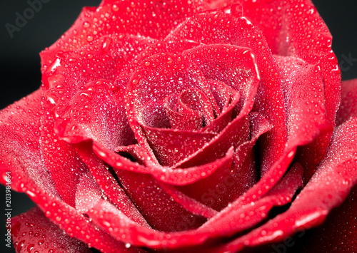 Fototapeta Naklejka Na Ścianę i Meble -  Red rose in drops close up