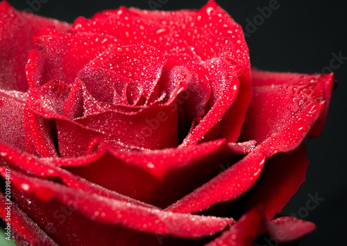 Red rose in drops close up