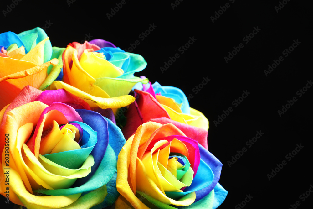 Amazing rainbow rose flowers on black background - obrazy, fototapety, plakaty 