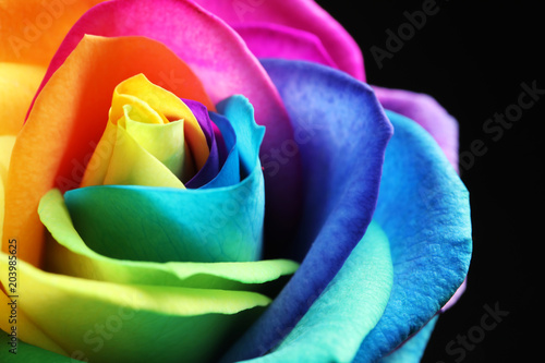Amazing rainbow rose flower on black background, closeup