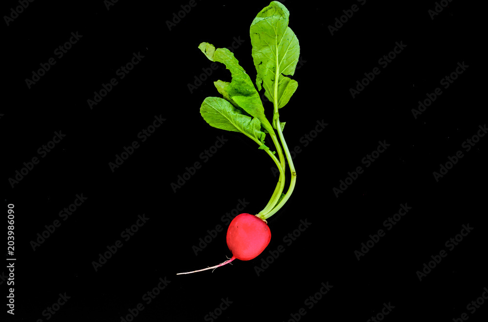 The red radish with green leaf on black background The red radish with green leaf on black background