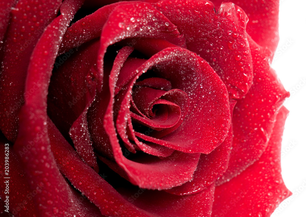 Red beautiful rose in drops Red beautiful rose in drops