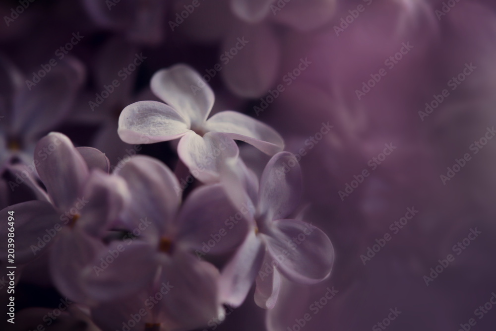 close up of pink lilac blossoms - dark, dramatic and mystical sourronding with limited depth of field