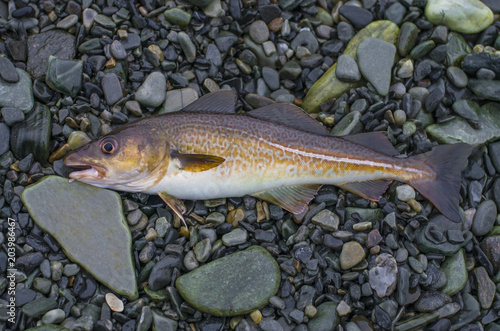 Fresh cod fish on stony shore of fjord Norway