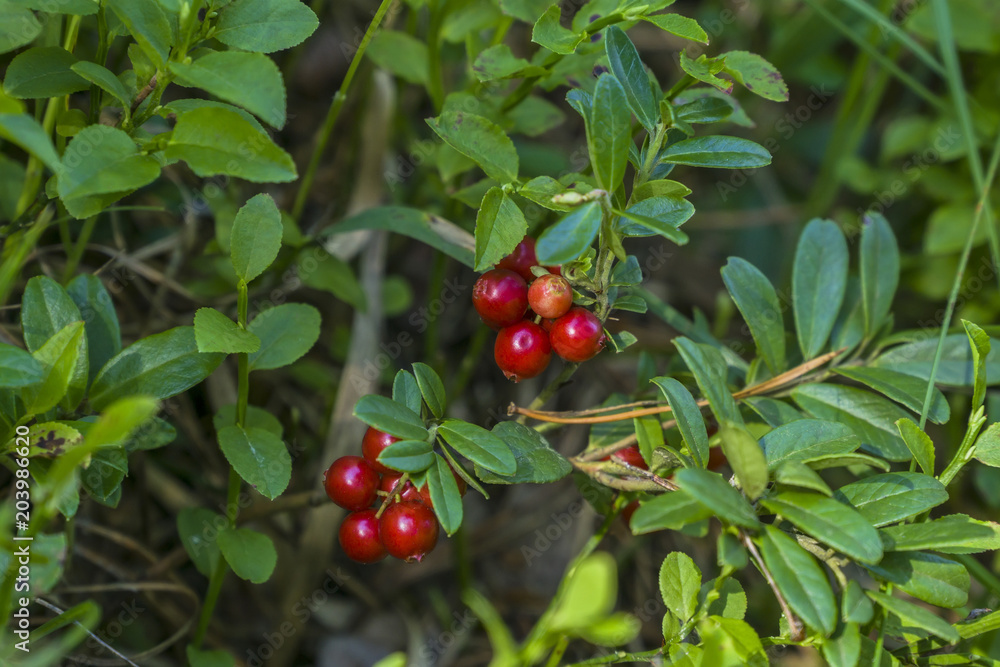 Berry-field of cowberry and lingonberry in forest. Ripening berries in the natural environment