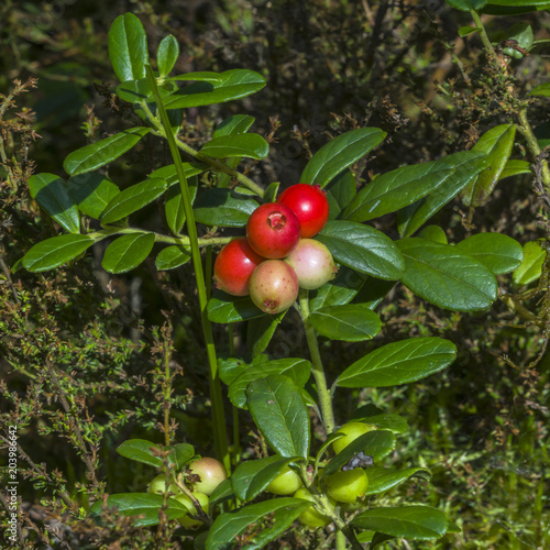 Berry-field of cowberry and lingonberry in forest. Ripening berries in the natural environment