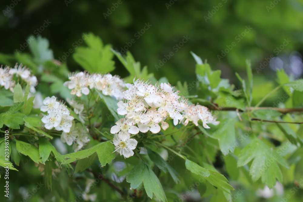 Blossoming white hawthorn