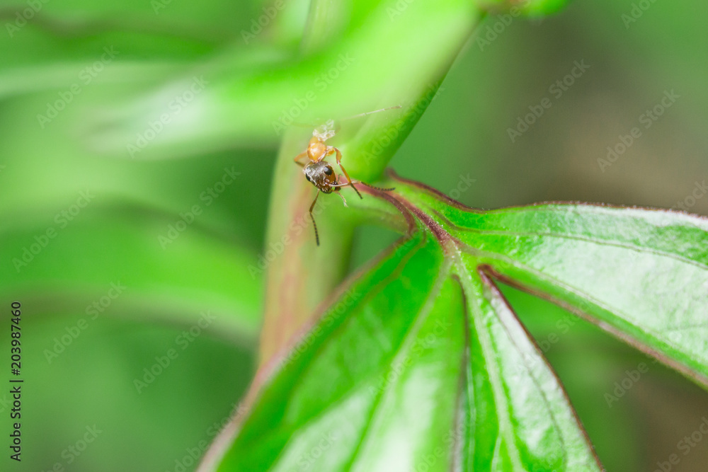 Fototapeta premium ant on the leaf