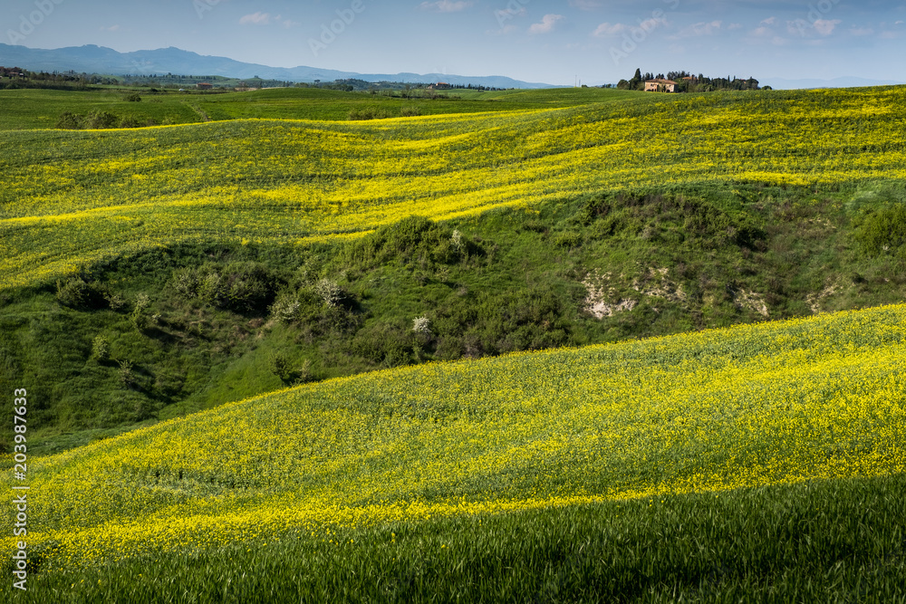 ASCIANO, TUSCANY, Italy - Landscape with yellow flowers in the Crete Senesi