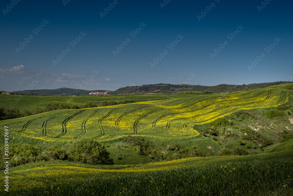 ASCIANO, TUSCANY, Italy - Landscape with yellow flowers in the Crete Senesi