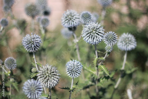 Thistly echinops plant in summer in Russia