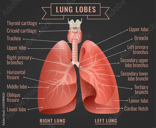 Human lungs infographic