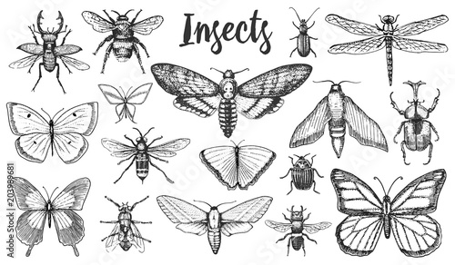 Different insects set. Butterfly and dragonfly, bug and pet bee. Mystical symbol of freedom. entomological collection. engraved hand drawn in old sketch vintage style. t-shirt or scrapbooking design.