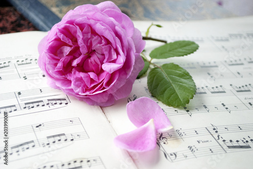 Alte Musiknoten mit erblühter Rose (Rosaceae), Liebe, Muttertag, Romantik 