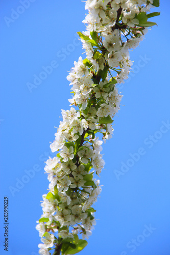 Branch of blossoming cherry on blue sky background. White flowers