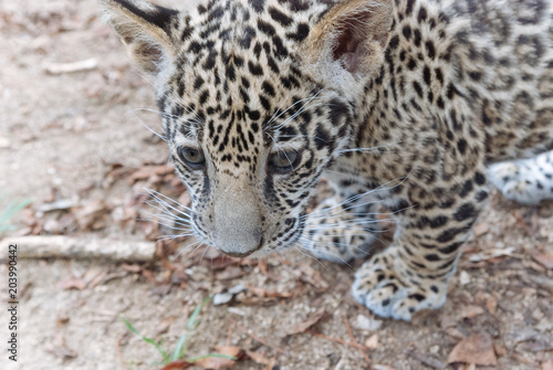 Jaguar in Nature