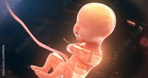 Baby's brain and nervous system, 3d rendering fetus with brain, x-ray inside,4k.(4096*2160)