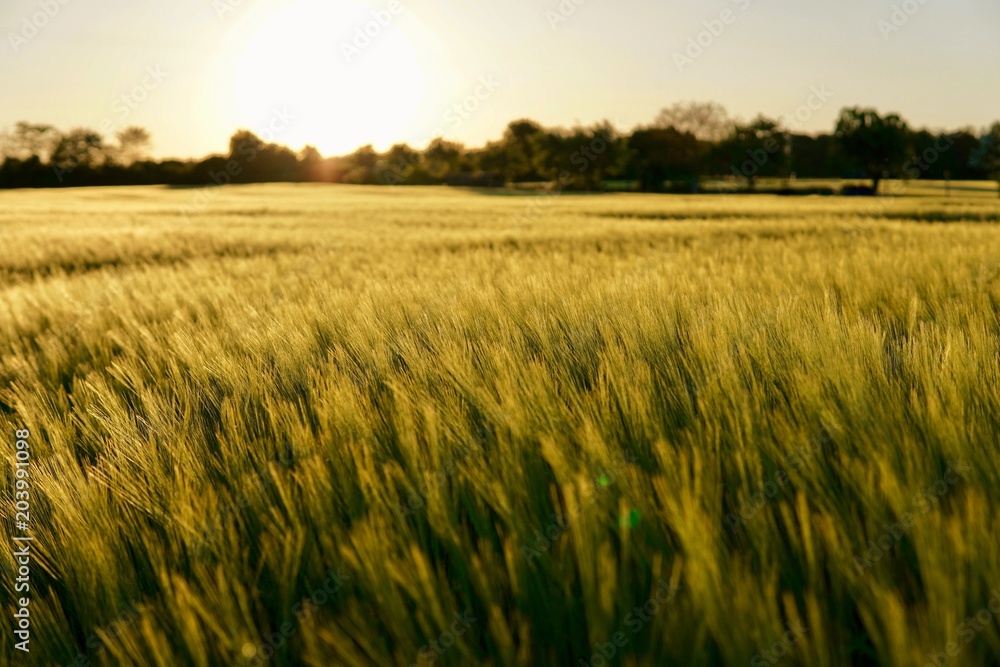 Weizenfeld im Sonnenuntergang 