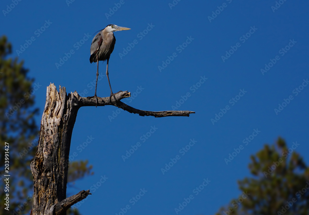 Fototapeta premium A Great Blue Heron Sits Atop an Old Dead Tree