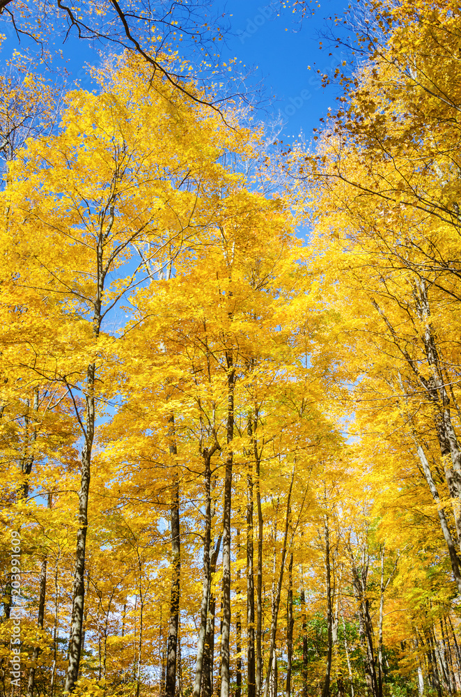 Trees with Yellow leaves against Blue Sky on a Sunny Autumn Day