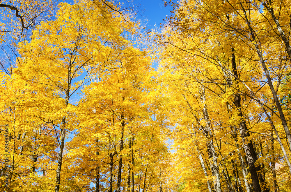 Yellow Autumnal Trees under Blue Sky on a Sunny Fall Day
