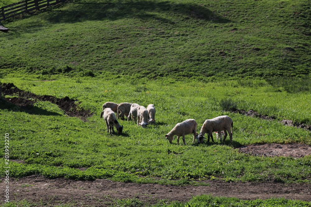 Fototapeta premium Sheeps in Manastirea Humorului, Romania