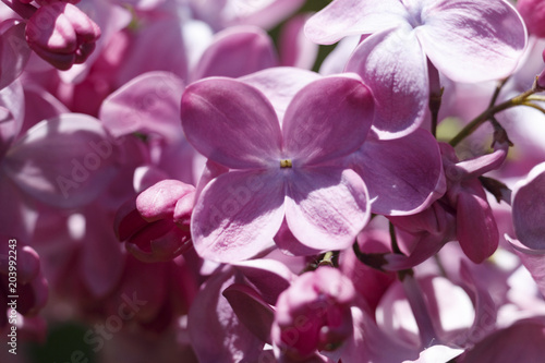 Beautiful Bunch of Lilac close-up .