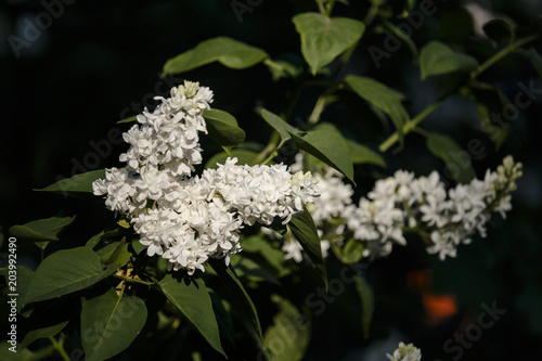 Close-up beautiful lilac flowers