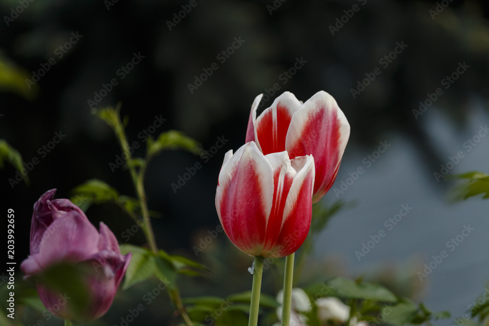 Two pink tulips with a dark background