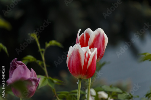 Two pink tulips with a dark background