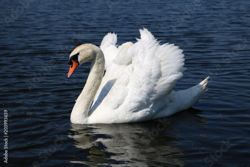  Beautiful White Swans Floating On The Water 