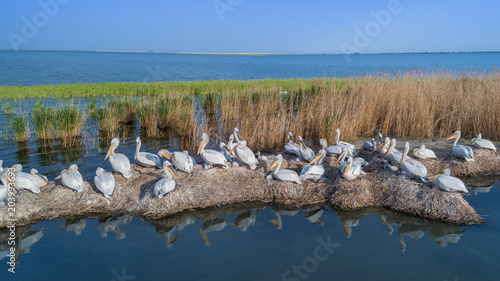 dalmatian pelicans (pelecanus crispus) in Danube Delta Romania