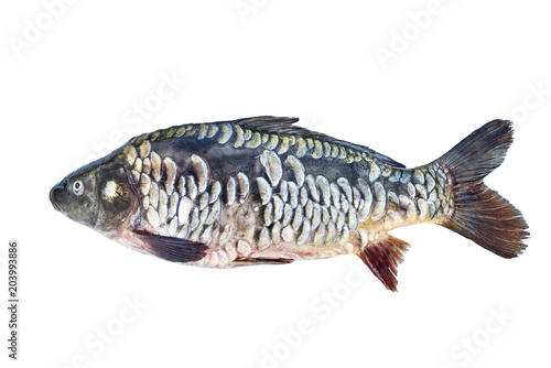 Freshwater fish. Mirror carp isolated over white background with clipping path. Copy space, top view