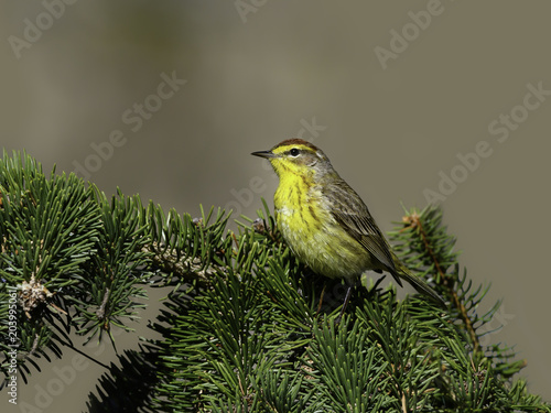 Palm Warbler  Perched on Pine Tree © FotoRequest