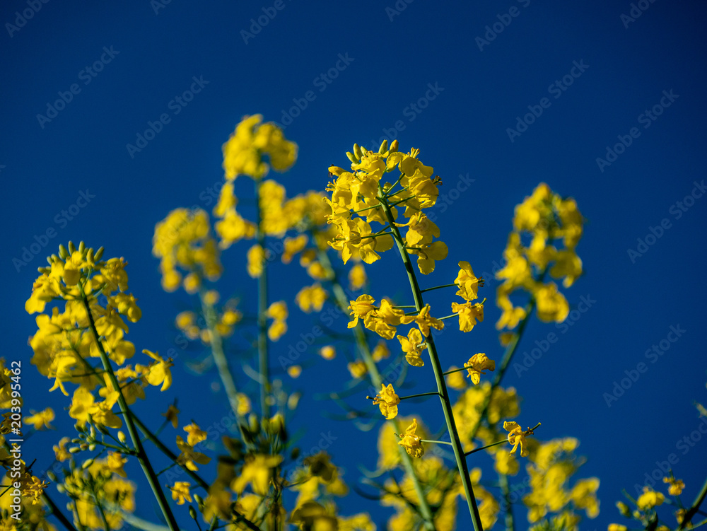 Focus on colza field. close up Focus on colza field. close up