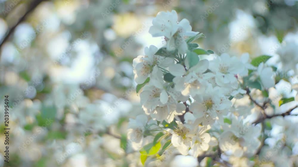 Blooming apple tree in the garden at dawn on a spring morning Blooming apple tree in the garden at dawn on a spring morning