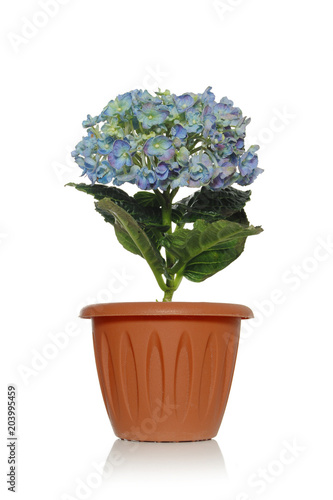 Beautiful hydrangea on a white background with blossoming flowers in a brown pot