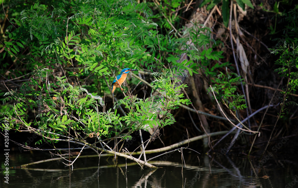 Common Kingfisher (male) sitting on a sheltered sallow branch near its nest, in the Danube Delta, the home of many species of birds in Europe