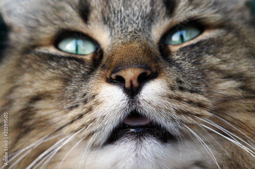 Lustige Nahaufnahme vom Gesicht einer Norwegischen Waldkatze