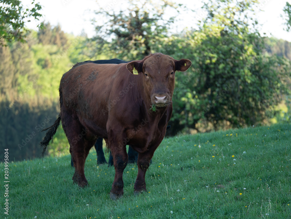 brown cow grassing on a green meadow